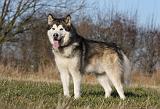ALASKAN MALAMUTE 837